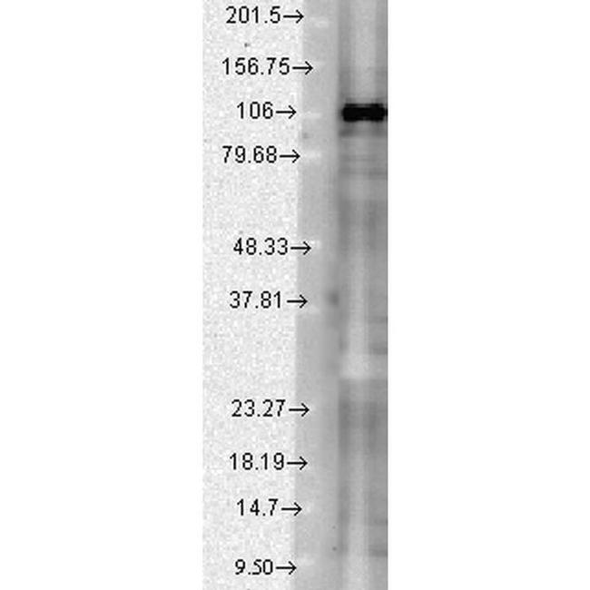 SAP102 Antibody in Western Blot (WB)