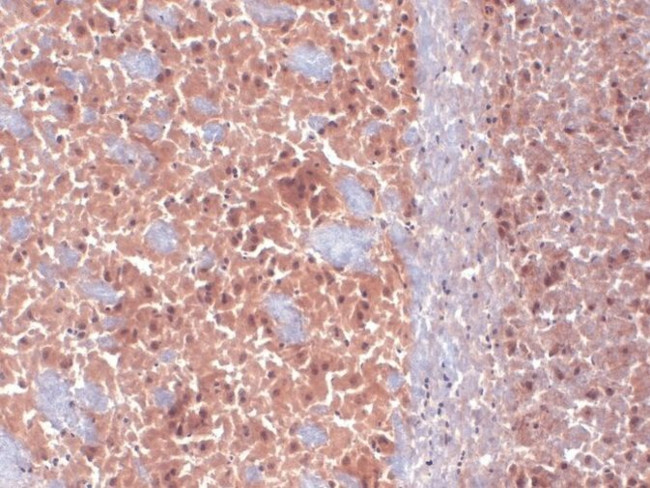 CaV1.3 Antibody in Immunohistochemistry (Frozen) (IHC (F))