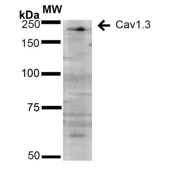 CaV1.3 Antibody in Western Blot (WB)