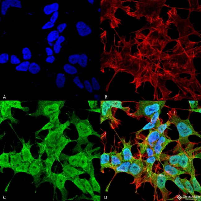 Pan Ankyrin Antibody in Immunocytochemistry (ICC/IF)