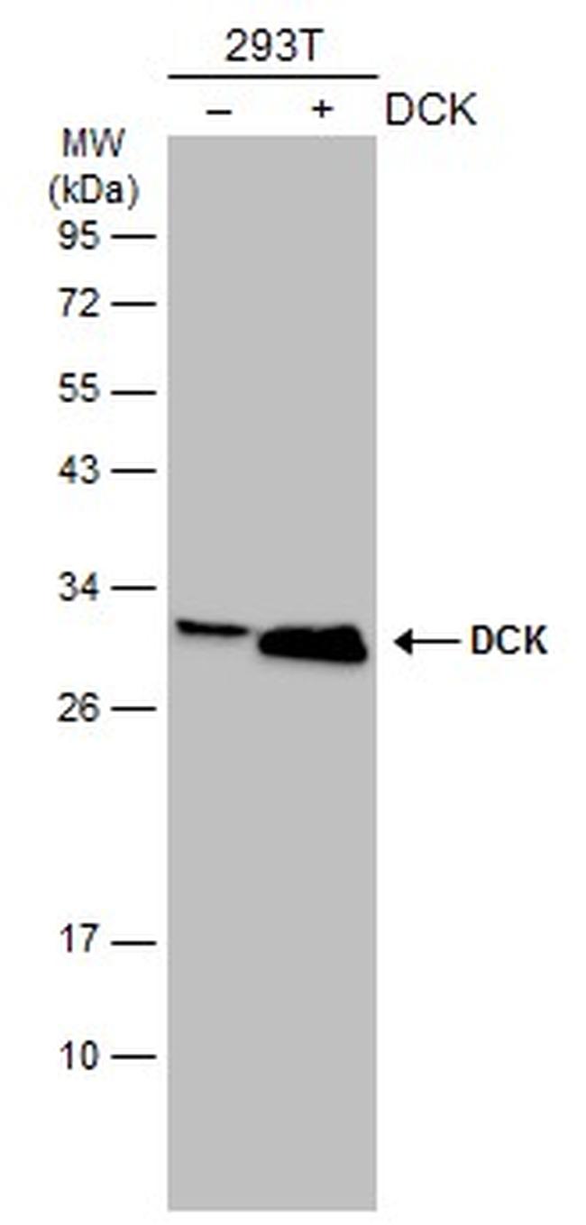 DCK Antibody in Western Blot (WB)