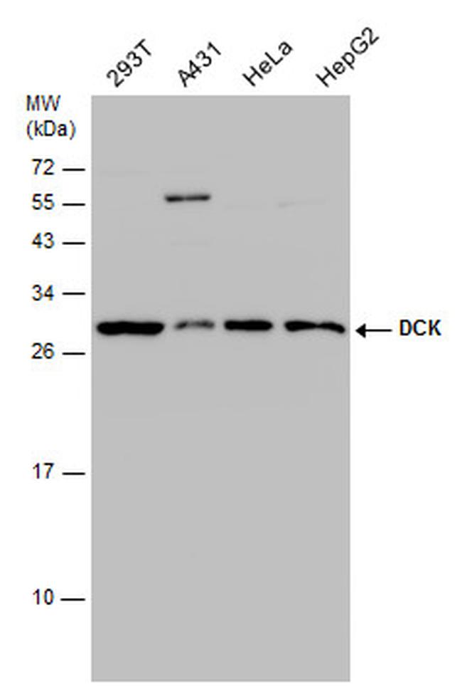 DCK Antibody in Western Blot (WB)