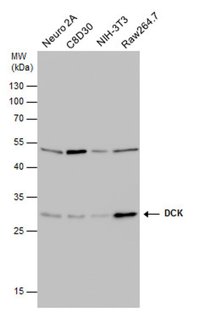 DCK Antibody in Western Blot (WB)