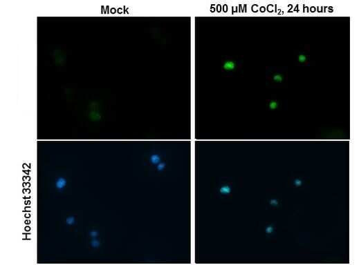 HIF-2 alpha Antibody in Immunocytochemistry (ICC/IF)