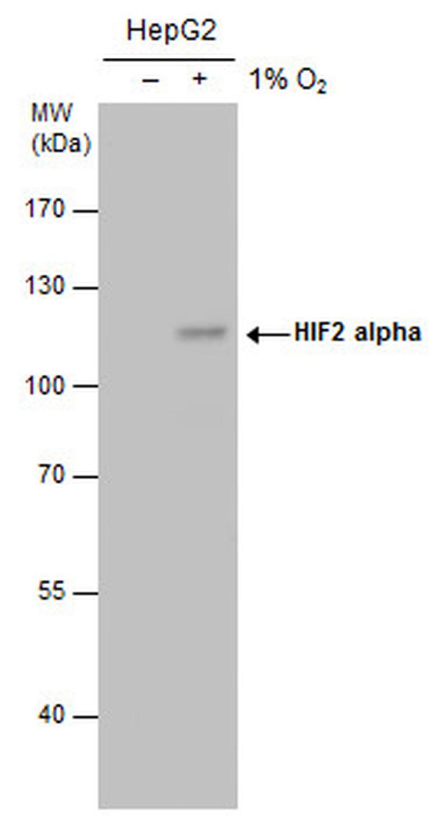 HIF-2 alpha Antibody in Western Blot (WB)