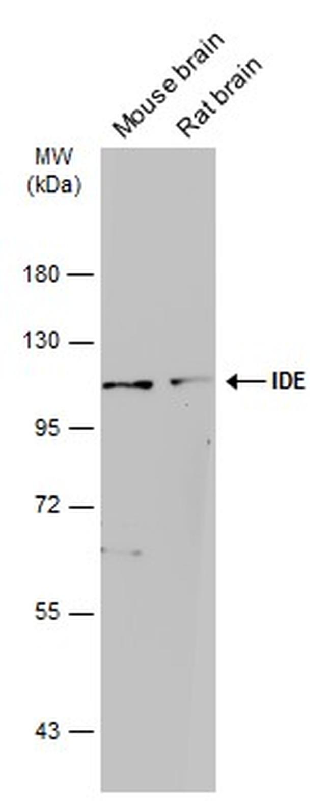 IDE Antibody in Western Blot (WB)