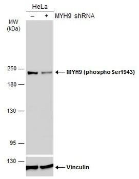 Phospho-MYH9 (Ser1943) Antibody