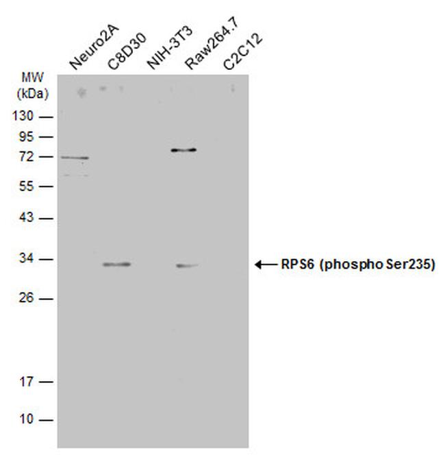 Phospho-S6 (Ser235) Antibody in Western Blot (WB)