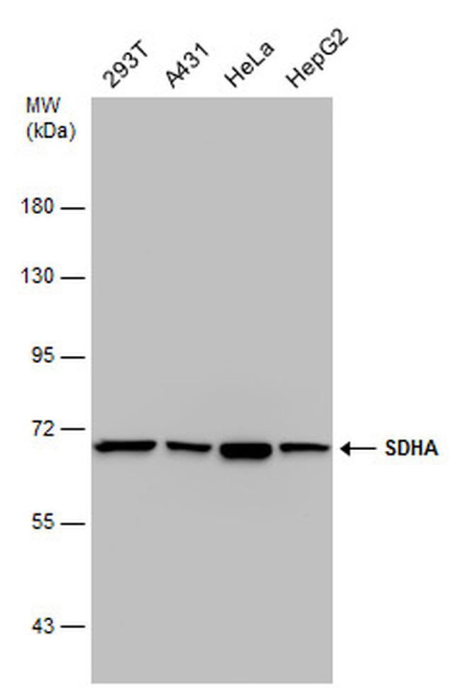 SDHA Monoclonal Antibody (GT20710) (MA5-27782)