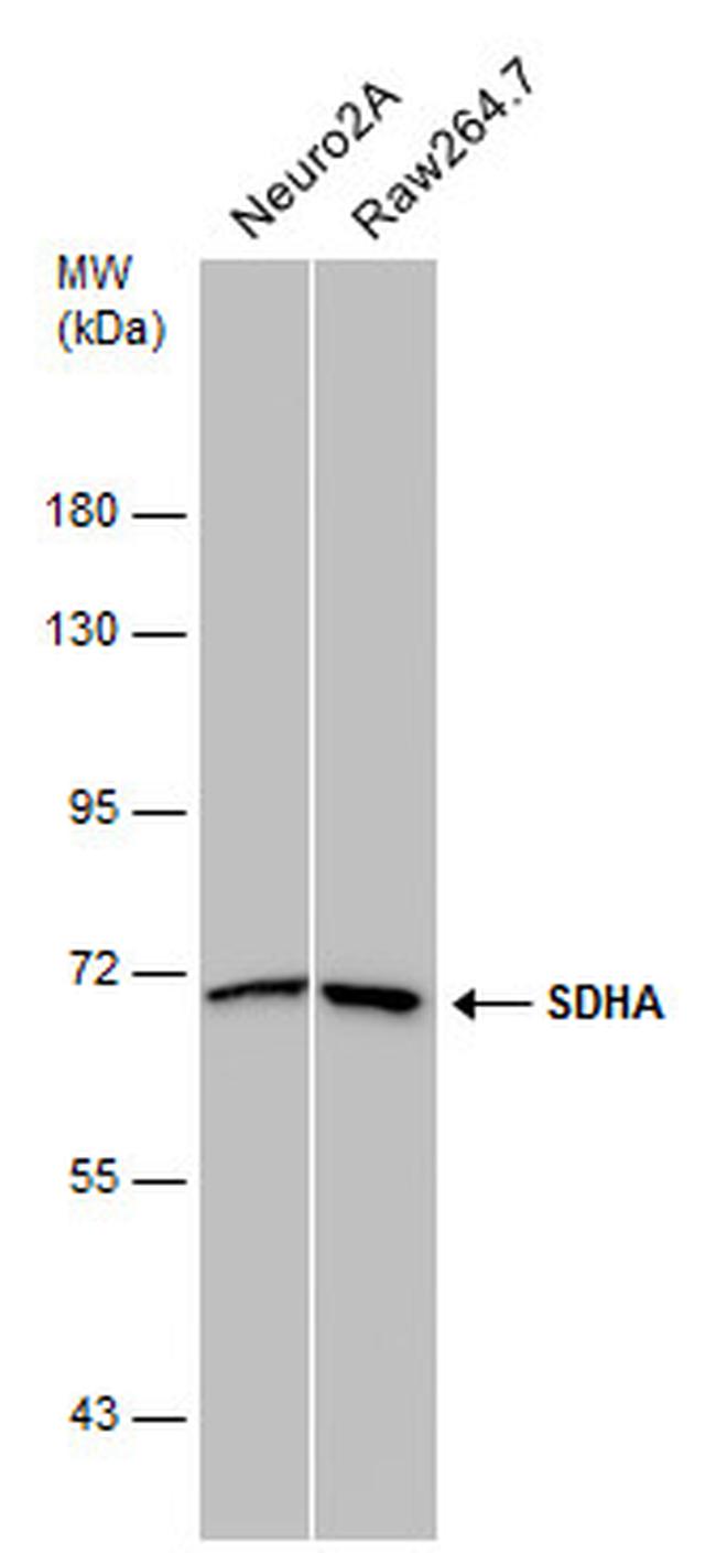 SDHA Monoclonal Antibody (GT20710) (MA5-27782)