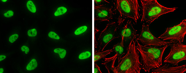 SP1 Antibody in Immunocytochemistry (ICC/IF)