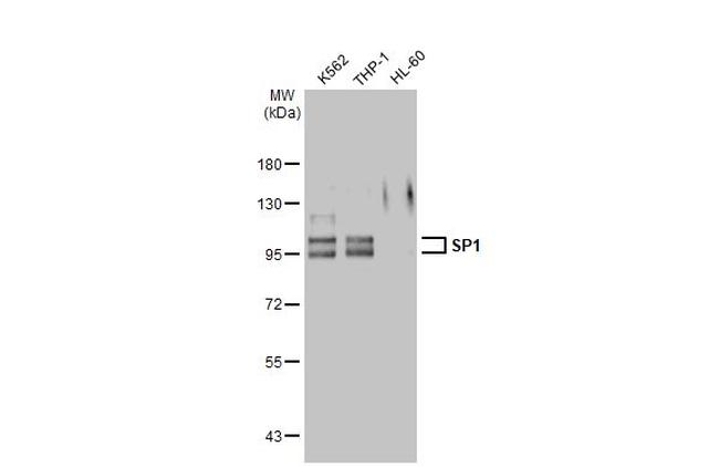 SP1 Antibody in Western Blot (WB)