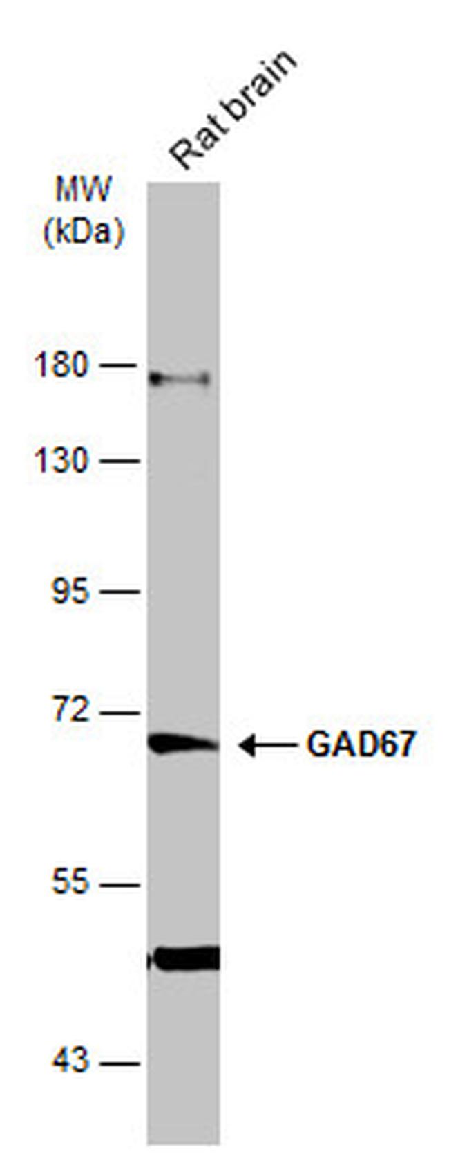 GAD67 Antibody in Western Blot (WB)