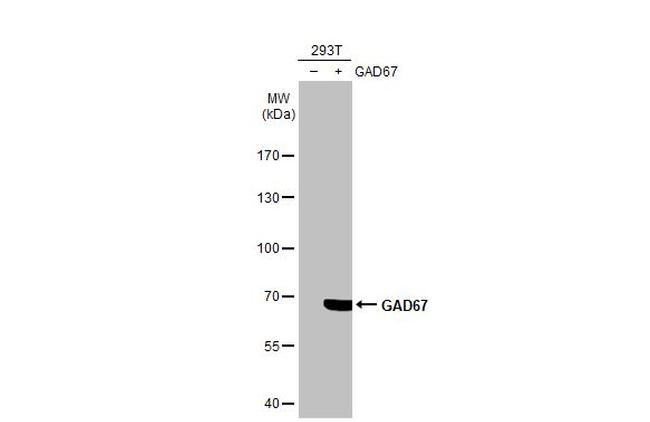 GAD67 Antibody in Western Blot (WB)