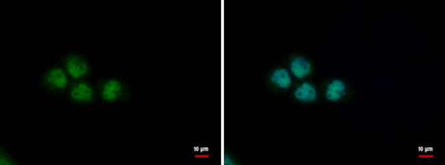 PUF60 Antibody in Immunocytochemistry (ICC/IF)