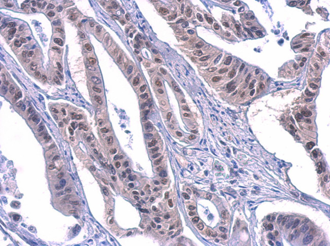 PUF60 Antibody in Immunohistochemistry (Paraffin) (IHC (P))