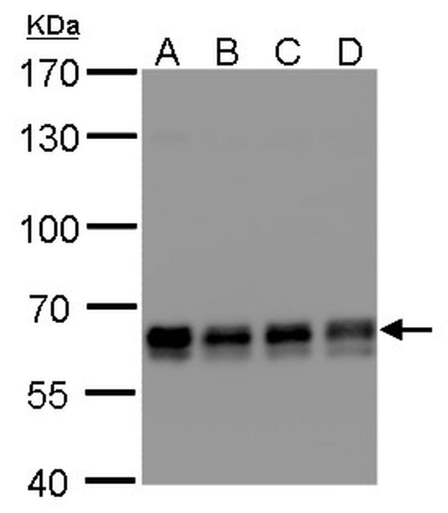 PUF60 Antibody in Western Blot (WB)