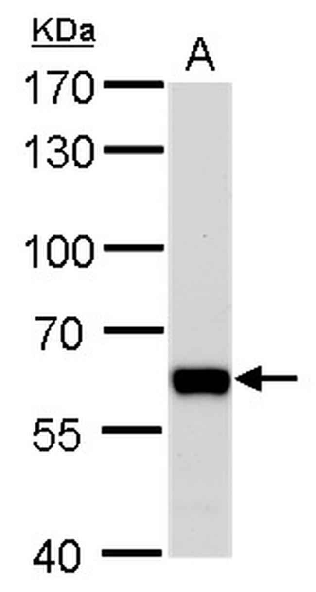 PUF60 Antibody in Western Blot (WB)