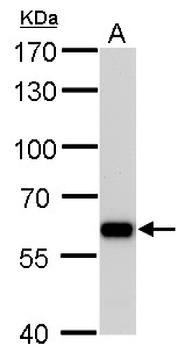 PUF60 Antibody in Western Blot (WB)