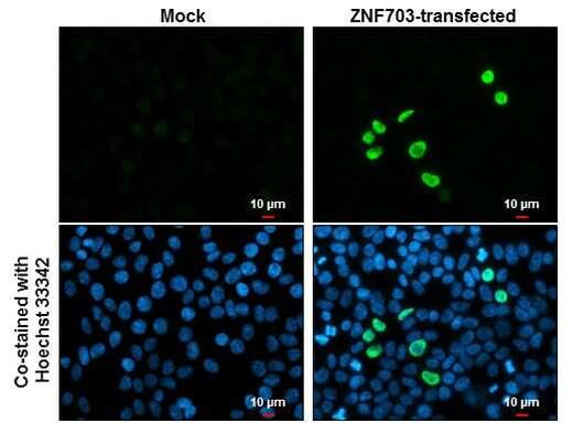 ZNF703 Antibody in Immunocytochemistry (ICC/IF)