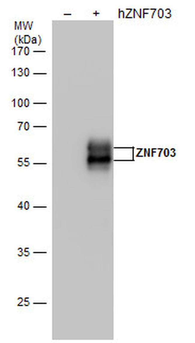 ZNF703 Antibody in Western Blot (WB)