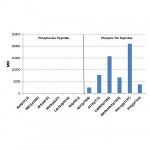 Phosphothreonine Antibody in Luminex (LUM)