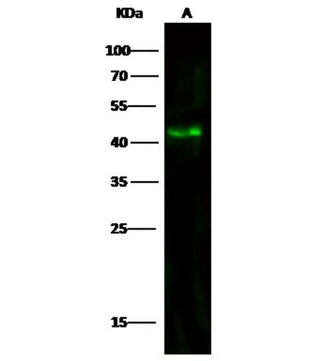 Aminoacylase Antibody in Western Blot (WB)