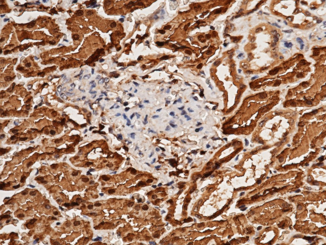 Aminoacylase Antibody in Immunohistochemistry (Paraffin) (IHC (P))