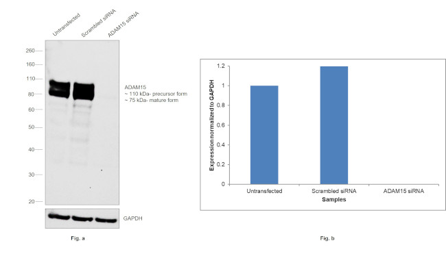 ADAM15 Antibody