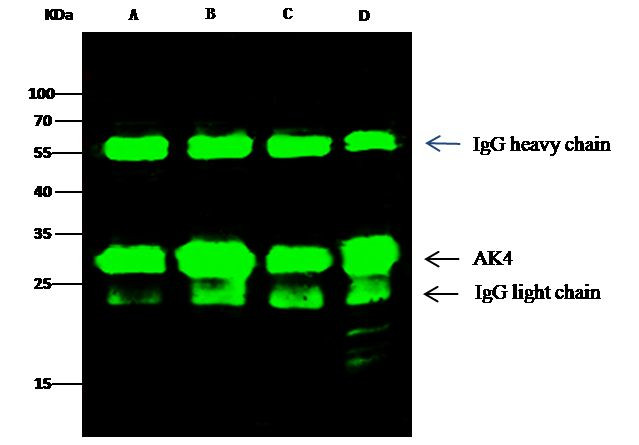Adenylate Kinase 4 Antibody in Immunoprecipitation (IP)