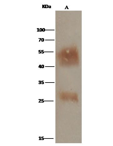 CD147 Antibody in Immunoprecipitation (IP)