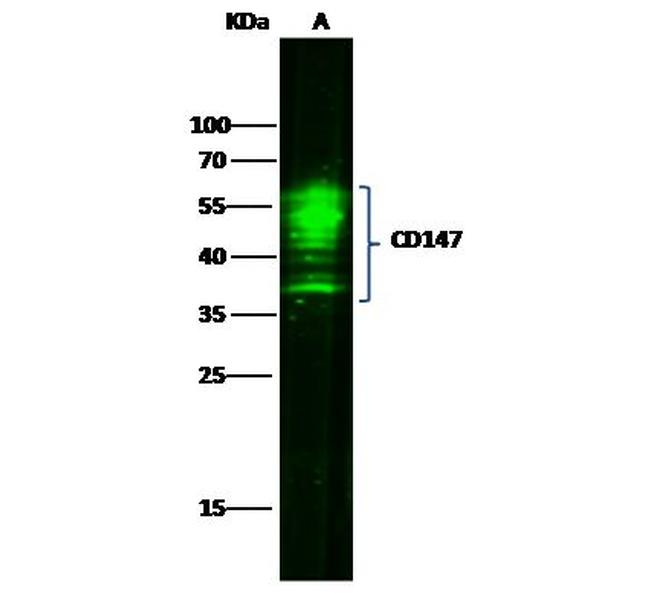 CD147 Antibody in Western Blot (WB)