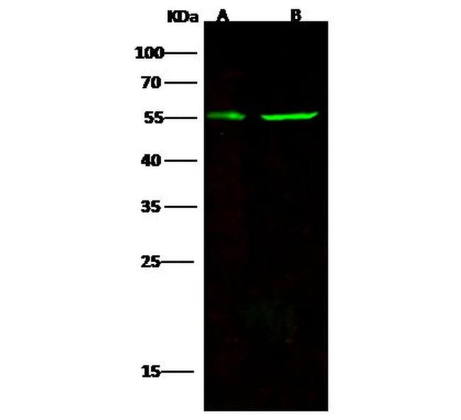 CD83 Antibody in Western Blot (WB)