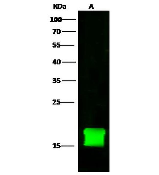 FKBP12 Antibody in Western Blot (WB)