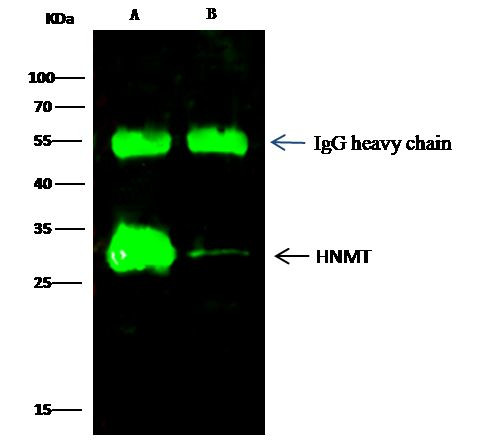 HNMT Antibody in Immunoprecipitation (IP)