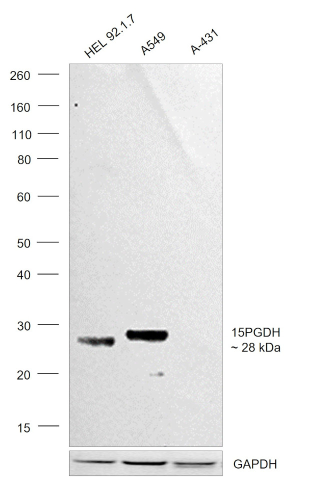 15-PGDH Antibody in Western Blot (WB)