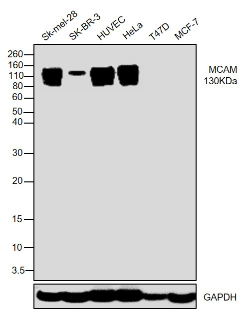 CD146 Recombinant Monoclonal Antibody (5) (MA5-29413)