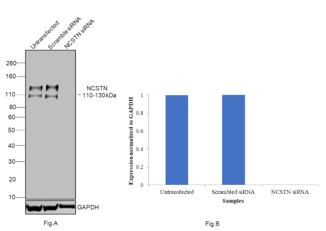 Nicastrin Antibody