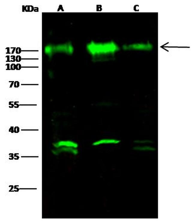 Nicastrin Antibody in Western Blot (WB)