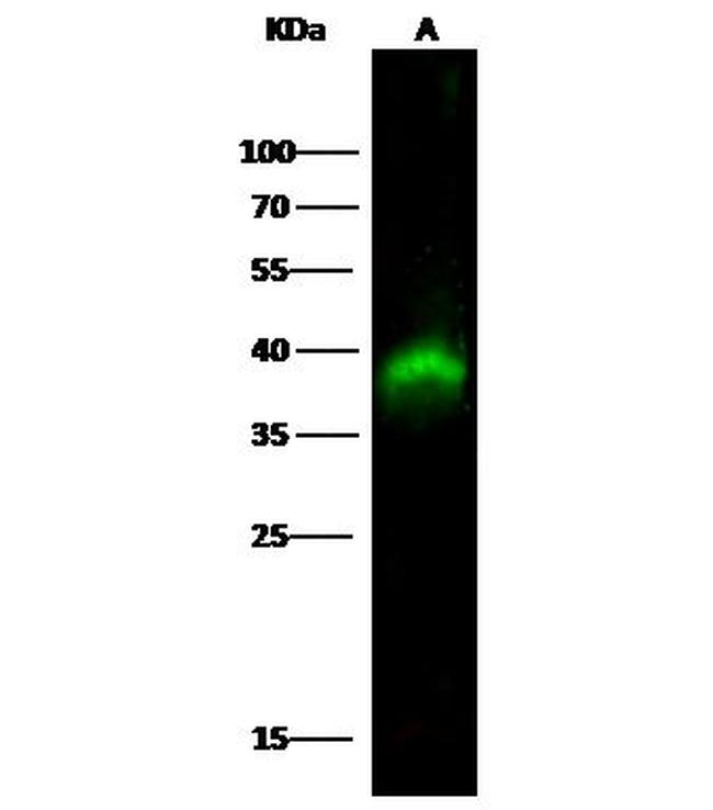 PBK Antibody in Western Blot (WB)