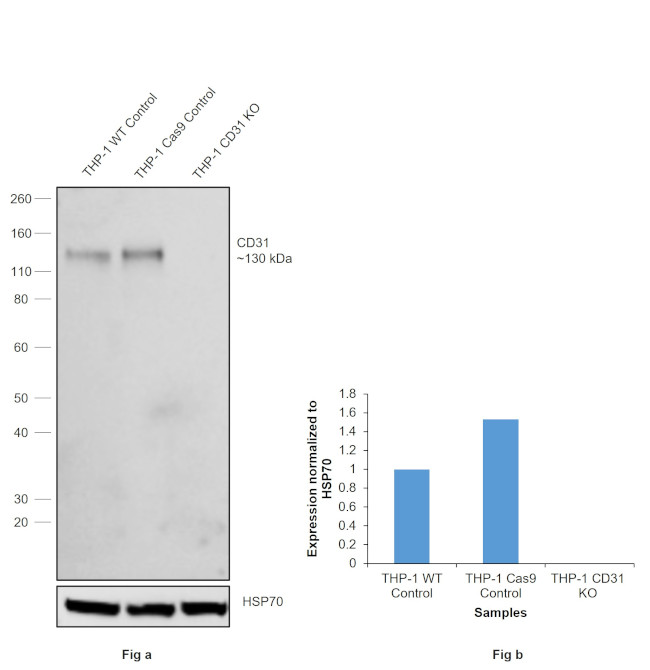 CD31 Antibody in Western Blot (WB)