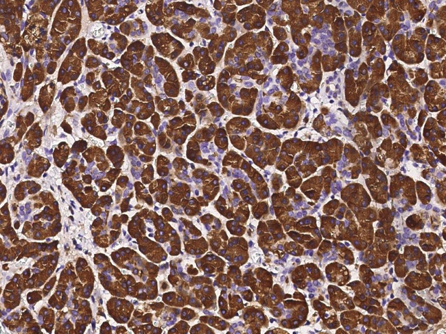 PNLIP Antibody in Immunohistochemistry (Paraffin) (IHC (P))