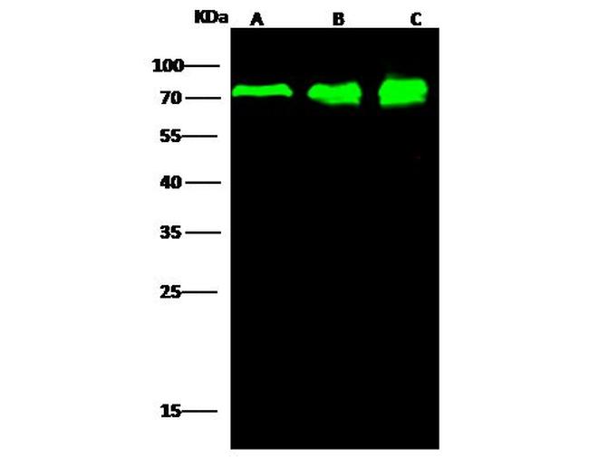 PPM1G Antibody in Western Blot (WB)