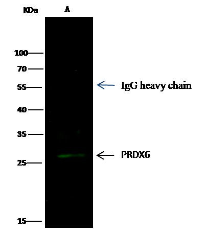 PRDX6 Antibody in Immunoprecipitation (IP)