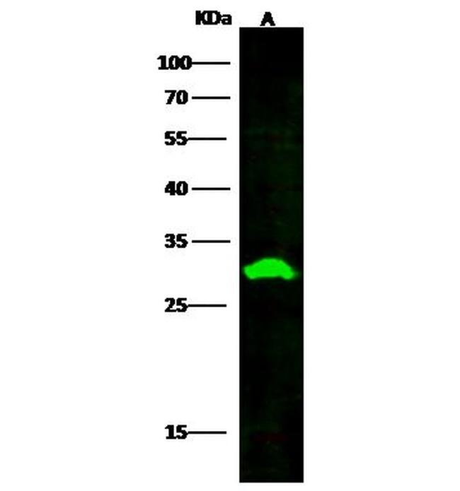 PSME2 Antibody in Western Blot (WB)