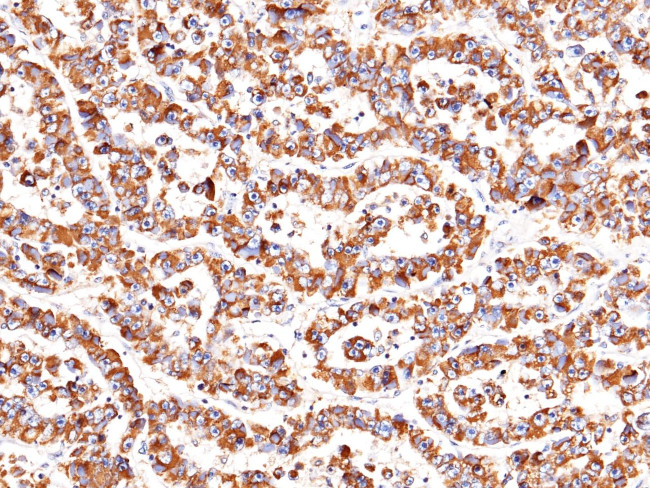 Heparin Cofactor II Antibody in Immunohistochemistry (Paraffin) (IHC (P))