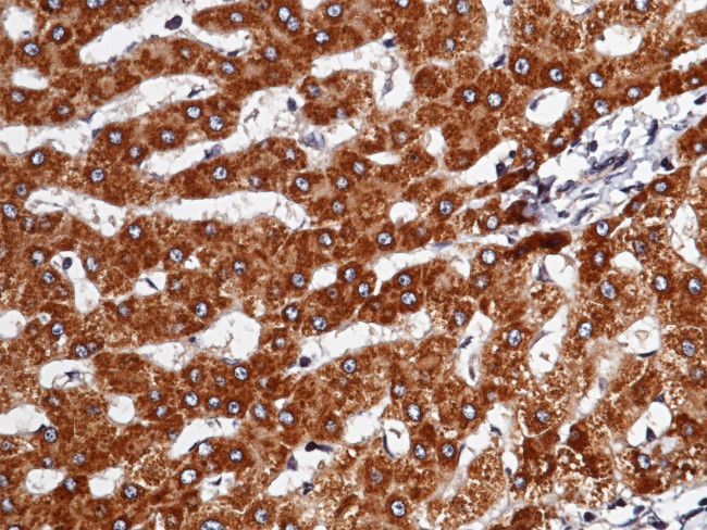 Heparin Cofactor II Antibody in Immunohistochemistry (Paraffin) (IHC (P))