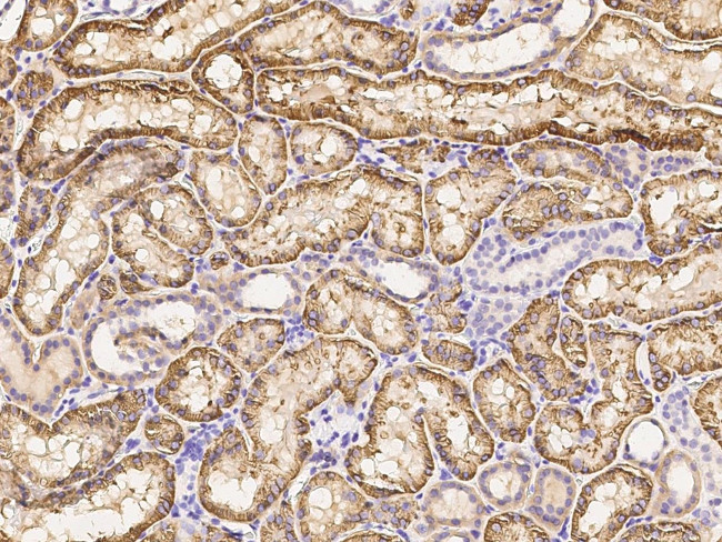 CD98 Antibody in Immunohistochemistry (Paraffin) (IHC (P))