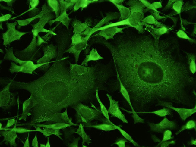 SOD1 Antibody in Immunocytochemistry (ICC/IF)