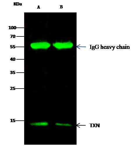 Thioredoxin 1 Antibody in Immunoprecipitation (IP)